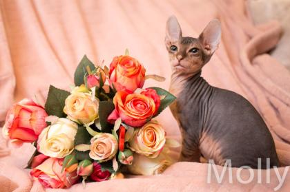 Don Sphynx Kitten - Katzenbabys