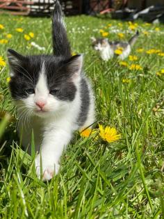 Kleine Katzen kitten abzugeben