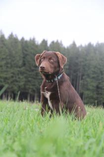 BORADOR Welpen Border Collie und Labrador Retriever Mix