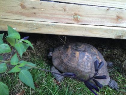 Maurische Landschildkröte