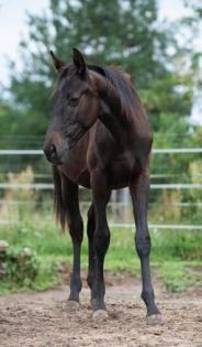 Trakehner Junghengste