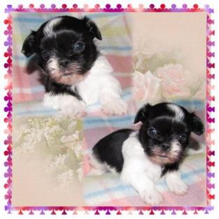 Shih Tzu Engelchen