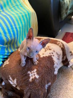 Canadian Sphynx Kitten,