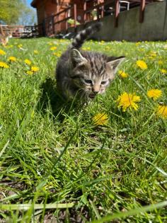 Kleine Katzen kitten abzugeben