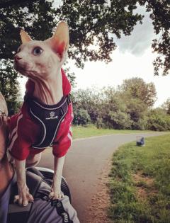 Deckkater Canadian Sphynx Odd Eyed