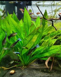 Guppys zu verschenken Babys Aquarienfische