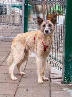 Tortilla. ist eine tolle, aktive und verspielte Hundedame