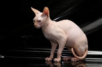 Schöner, junger Canadian Sphynx Katerchen mit Stammbaum