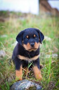 Reinrassig Rottweiler welpen