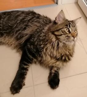 Maine Coon Deckkater kein Verkauf