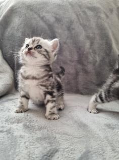 BKH Silver Tabby Kitten Reinrassig