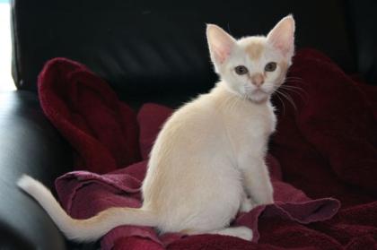 Burmakaterchen in red-silver abzugeben