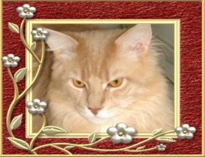 Maine Coon Kater