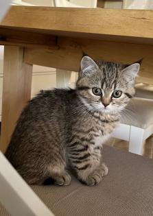 BKH Kitten Golden Tabby Spoted