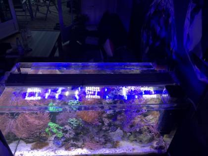 Meerwasseraquarium komplett oder nur Inhalt