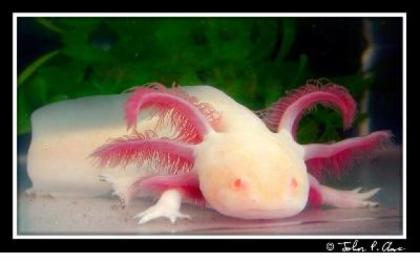 Suche in nähe axolotl-gold Ambystoma-Mexicanum