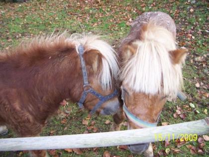 Shetland Ponys