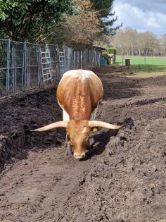 Texas Longhorn Bulle,