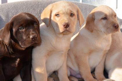 Labrador Welpen in braun und blond