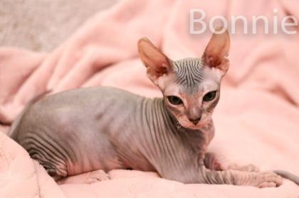 Don Sphynx Kitten - Katzenbabys