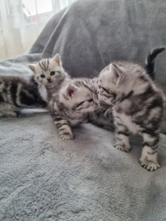 BKH Silver Tabby Kitten Reinrassig