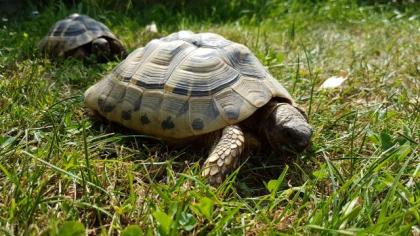 Griechische Landschildkröten