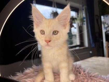 Maine coon kitten