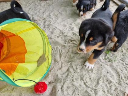 Welpen Appenzeller Sennenhund