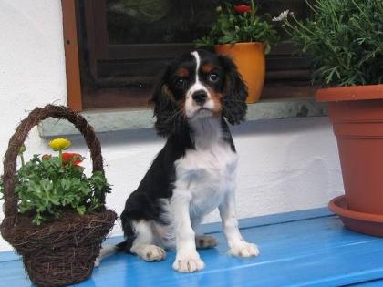 Cavalier King Charles Spaniel