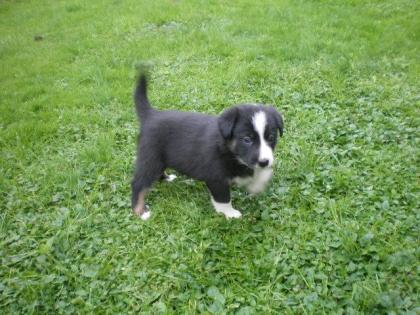 Border Collie Welpen