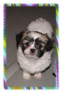 Shih Tzu Mix Welpen -kleinbleibend-