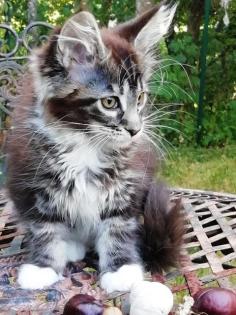 Maine Coon Kittenmädchen mit Stammbaum abgabebereit