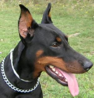 Dobermann Rüde sucht neues Zuhause