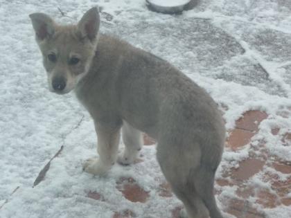 Saarloos Wolfshund Kreuzung Rüde 10 Wochen alt