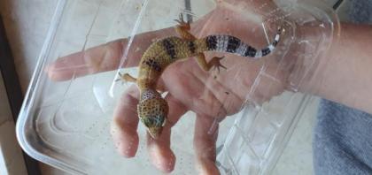 Leopardgecko aus Hobbyzucht