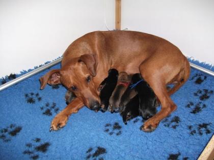 Deutsche Pinscher Welpen