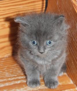 Maine Coon kitten Mädchen und Kater