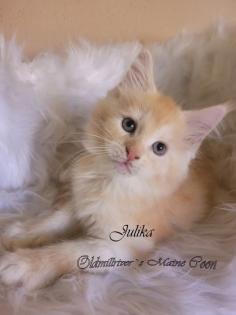 Wundervolle Maine Coon Kitten