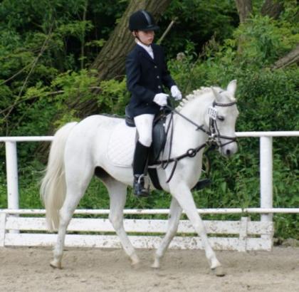 Suche Reitbeteiligung für Ponystute für 2-3 x wöchentlich in Gevelsberg