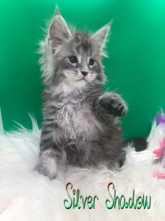 Typvolle Maine Coon Katerchen in Silver