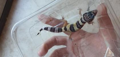 Leopardgecko aus Hobbyzucht