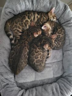 Reinrassige Bengal Kitten mit Stammbaum