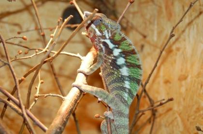 Furcifer Pardalis Diego Suarez 2. 4