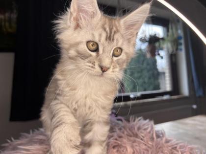 Maine coon kitten