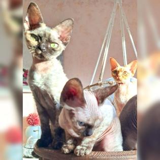 Devon Rex kitten suchen gute Zuhause