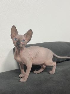 Sphynx Kitten/Katzen