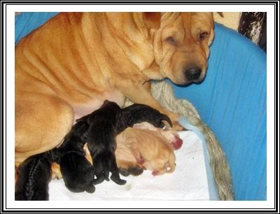 Shar Pei Wurfmeldung