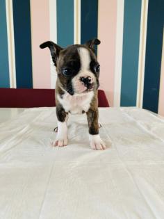 Boston Terrier Welpen aus VDH/KfT Zucht