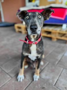 Mogli. Teddybär ist bein anderen Hunden gerne der Chef