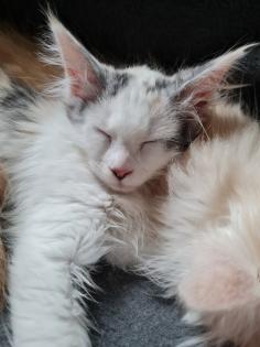 Maincoon Kitten reinrassig